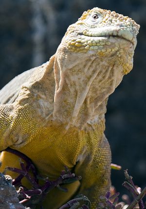 South Plaza, Islas Plaza, Galapagos Islands 011.jpg